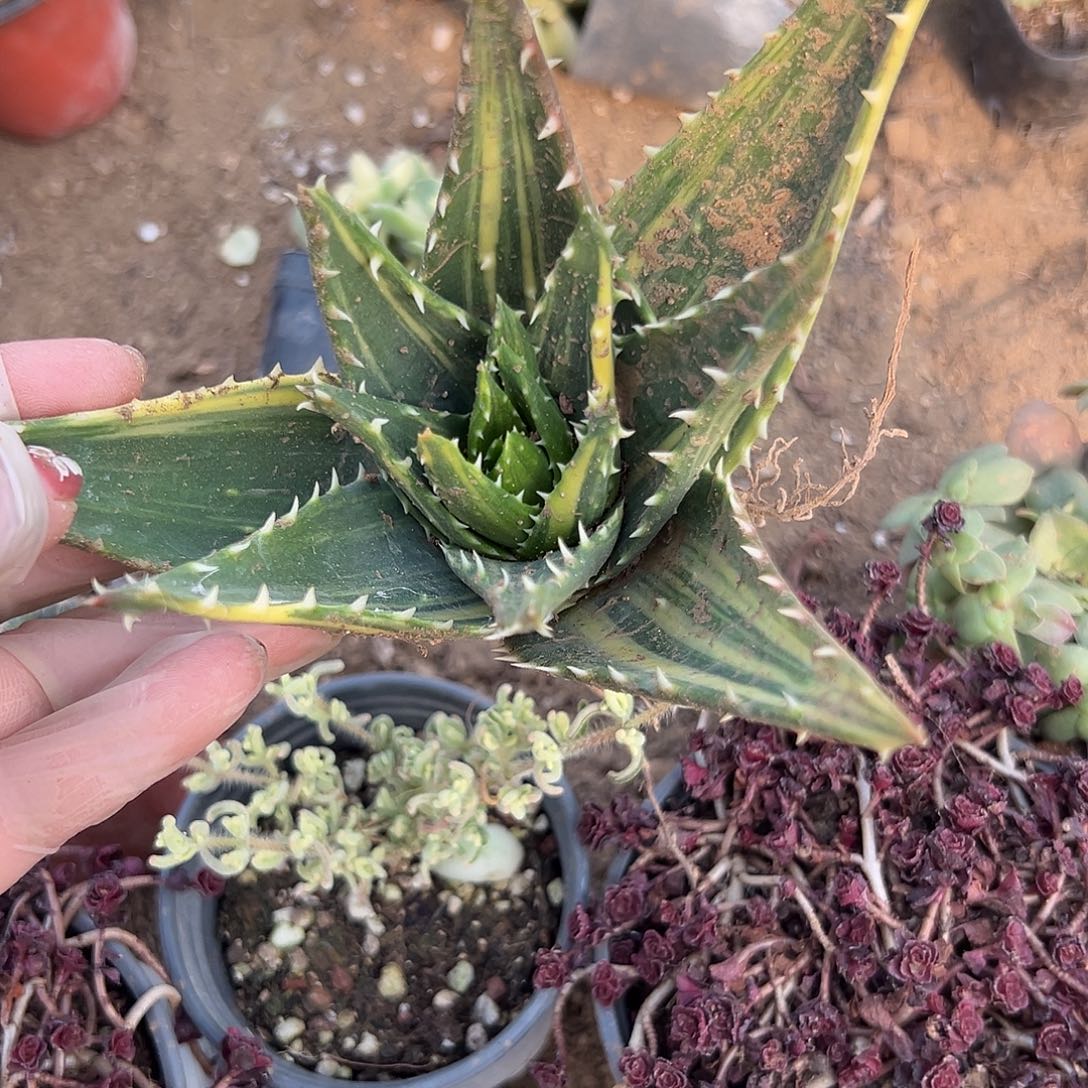 多肉植物不夜城芦荟