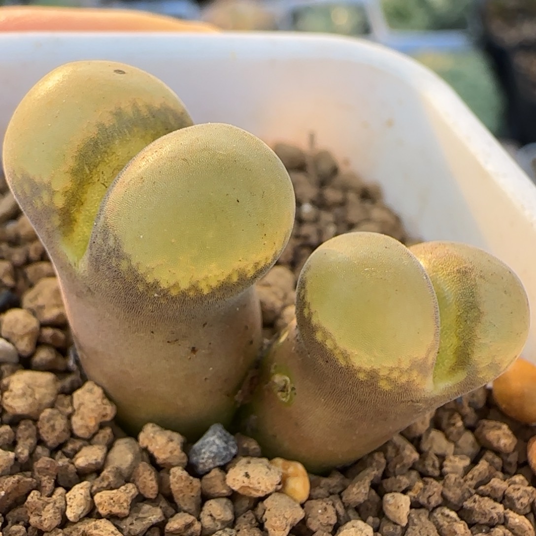 C10风铃多肉植物百科