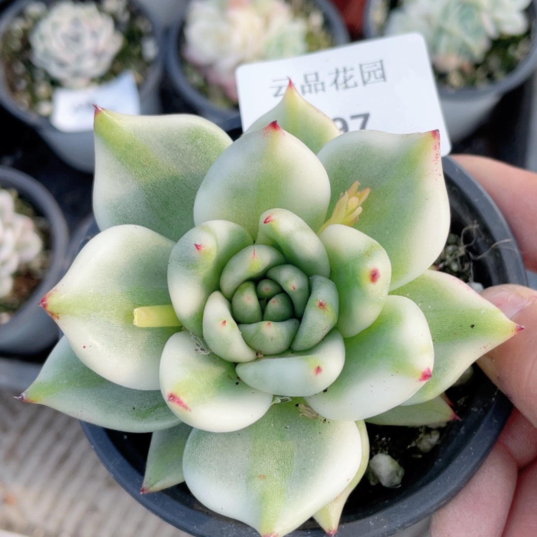 297号糖心冰心珍妮爱克魂锦