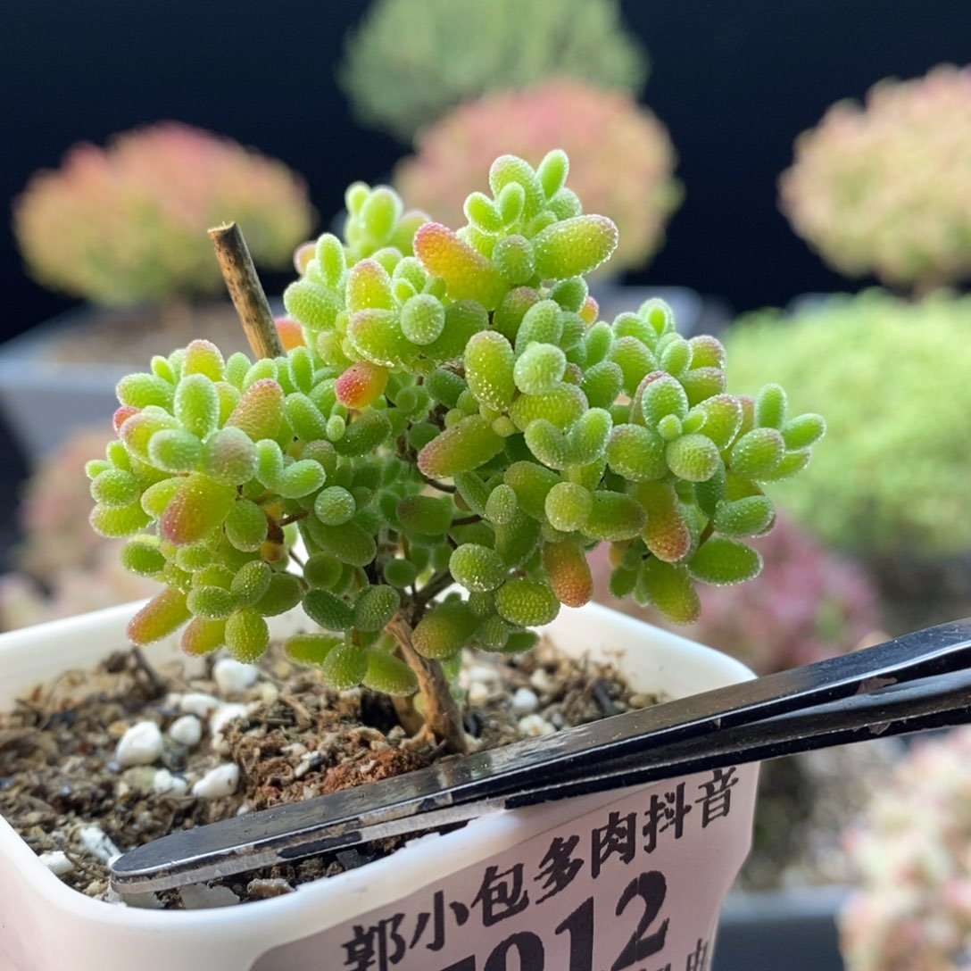 912蜜橘糖球。        