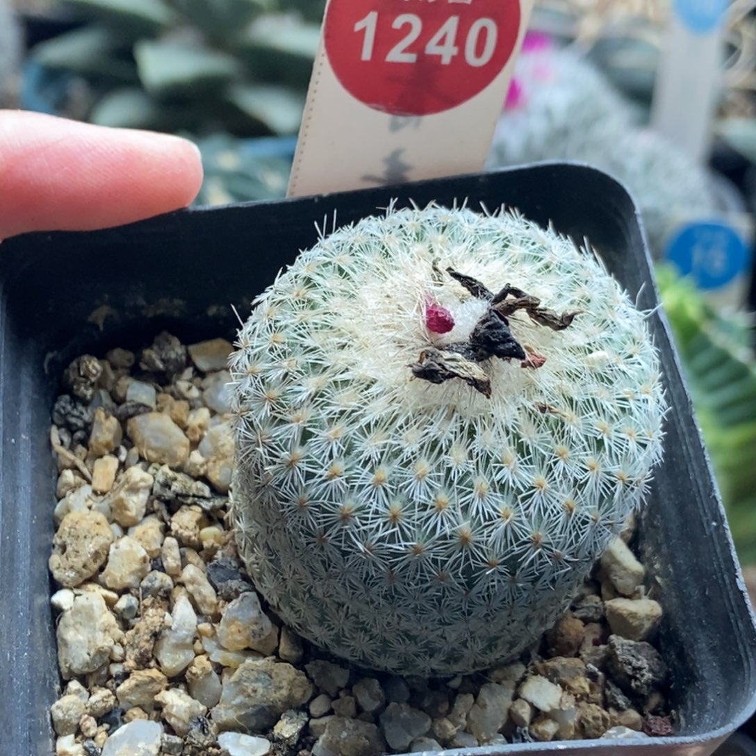 实生月世界4cm一棵仙人球