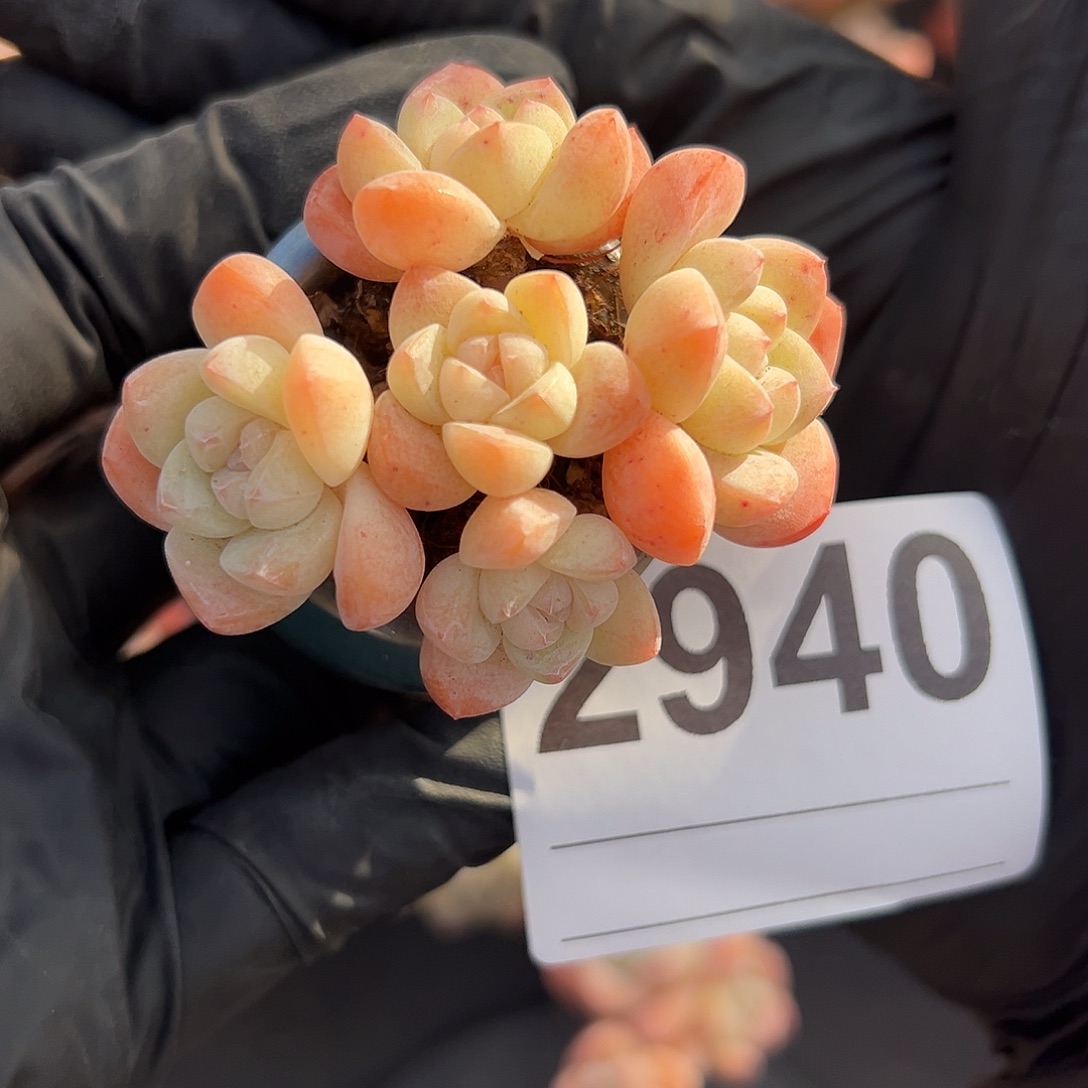 2940，五头冰玉带盆发的