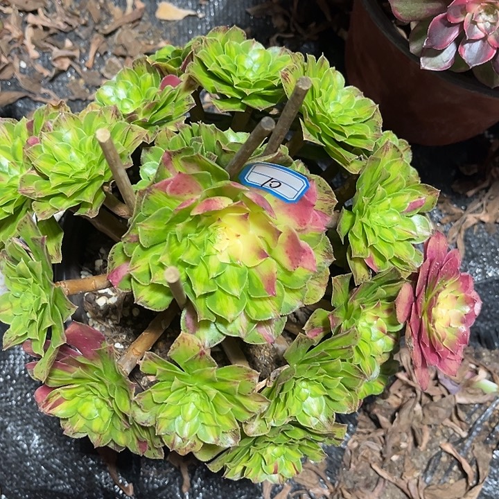 10知否法师手捧多肉