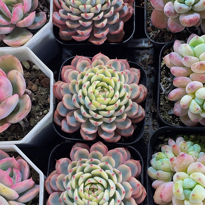 满盆姬莲锦带盆土发