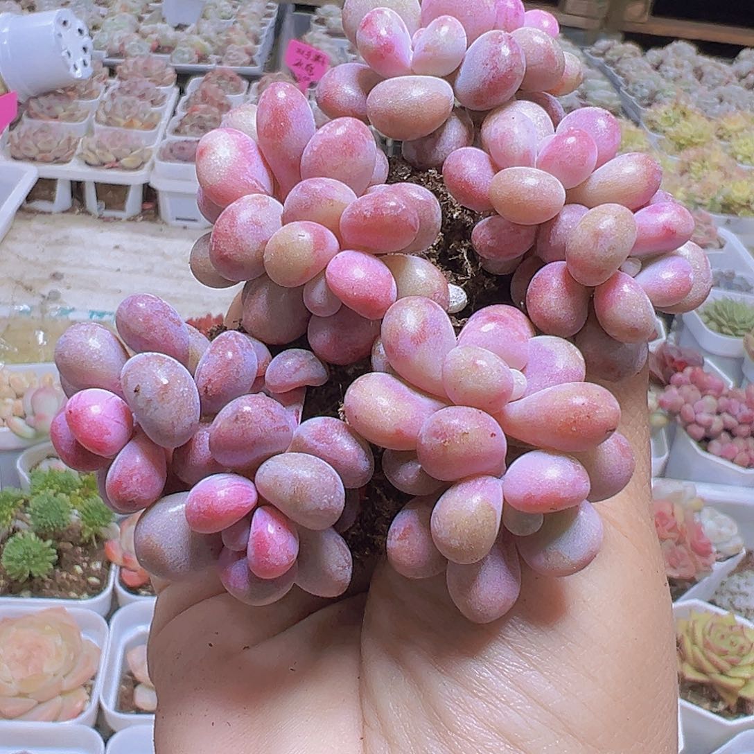 双头糖果桃蛋5个19包邮