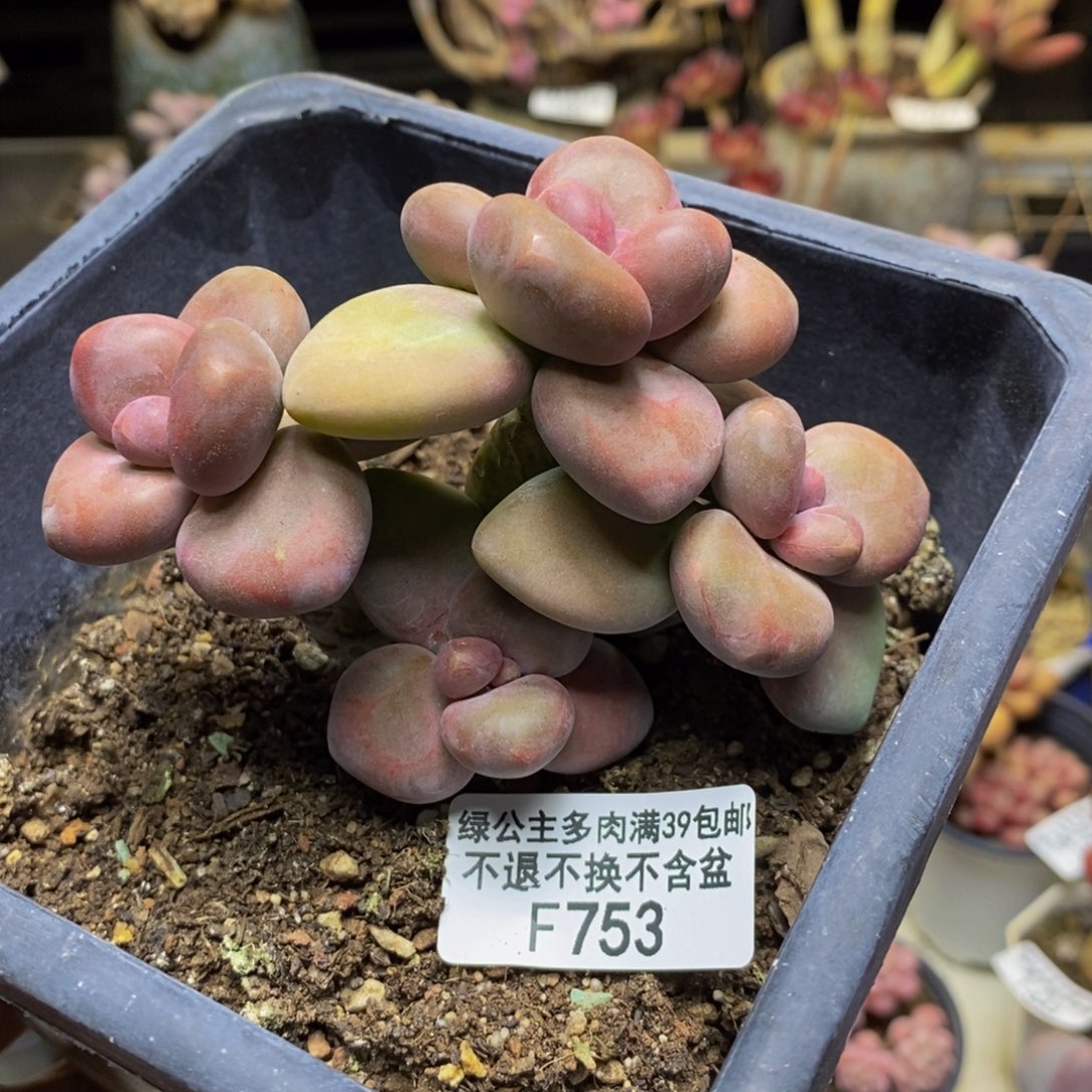 753芒果奶kk奶多肉7c m