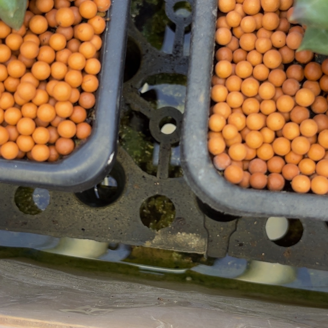 *****小姐姐的多肉植物群生充值