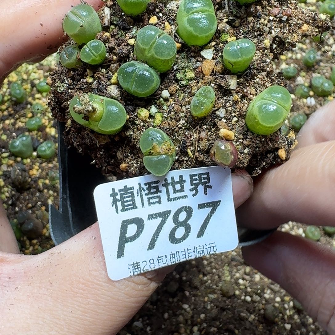 多肉植物的人生ghjn