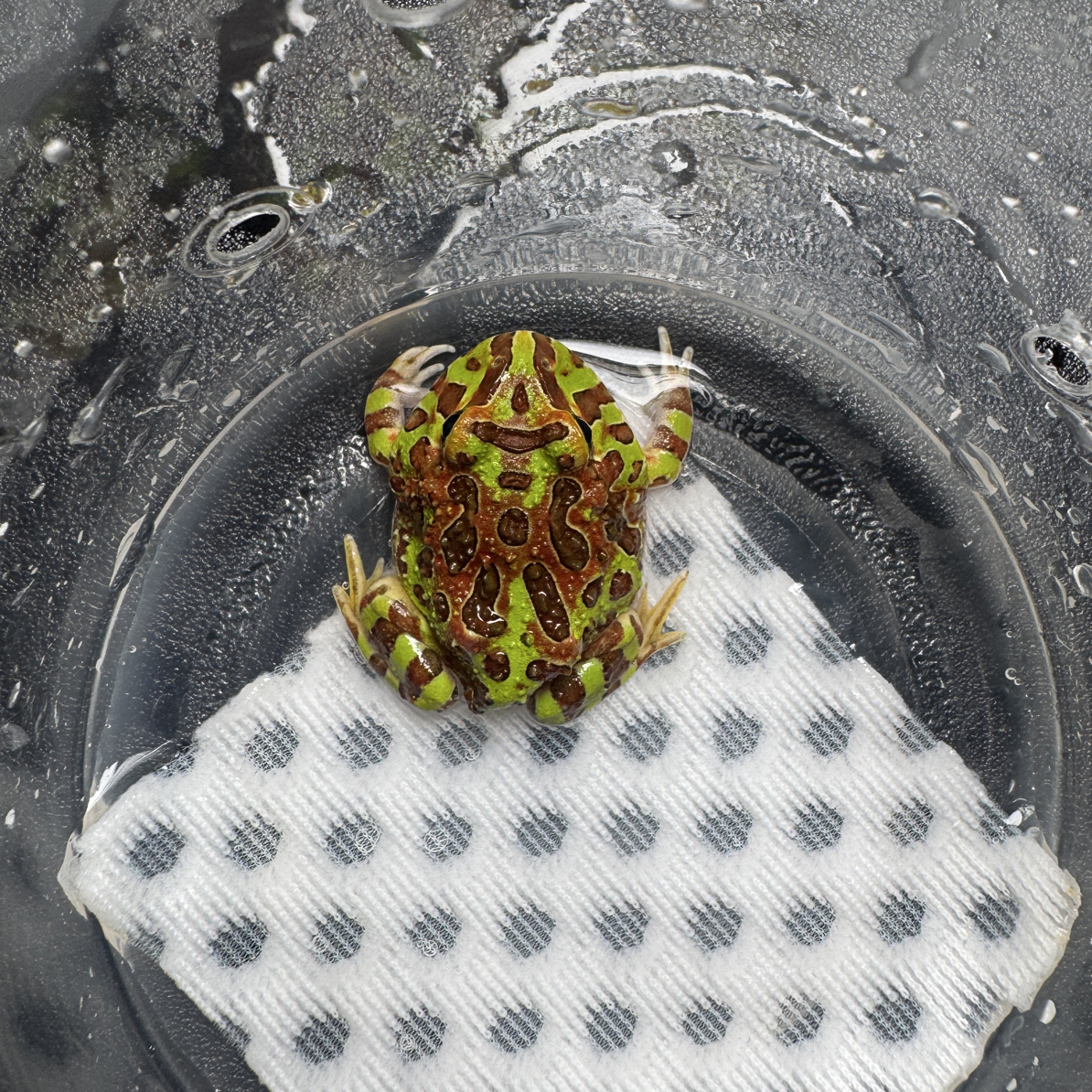 正品大津钟子代钟角蛙，1号活体爬宠