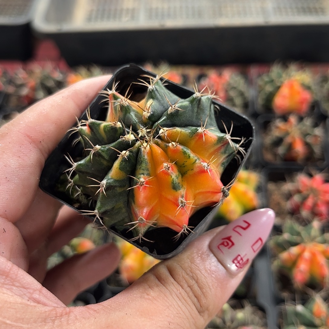 米哈锦单头发货有根