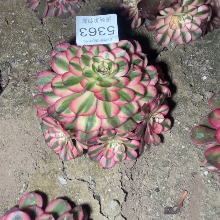 5363荔枝的人多肉的