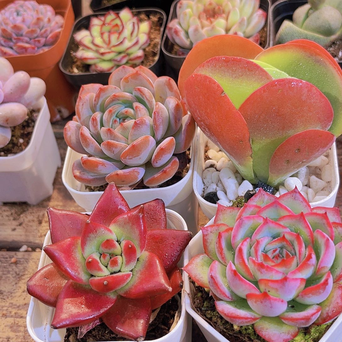 全明星➕罗卡➕唐印➕侧影