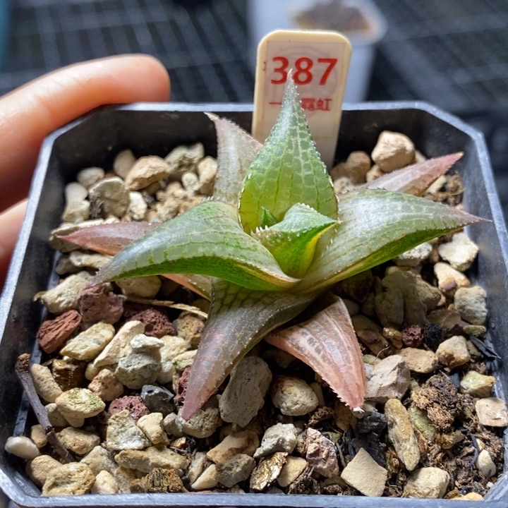 387号龙鳞锦多肉植物