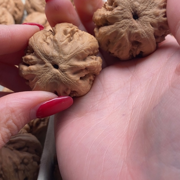 怂***由霸王龙全品无修一刀没动