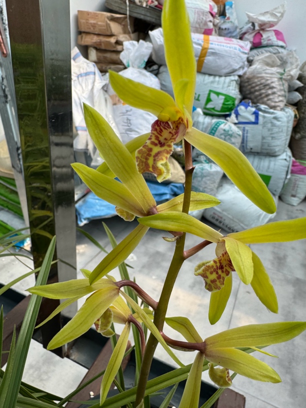 自然养植蕙兰浓香型四季常青易养一杆多花不带花苞