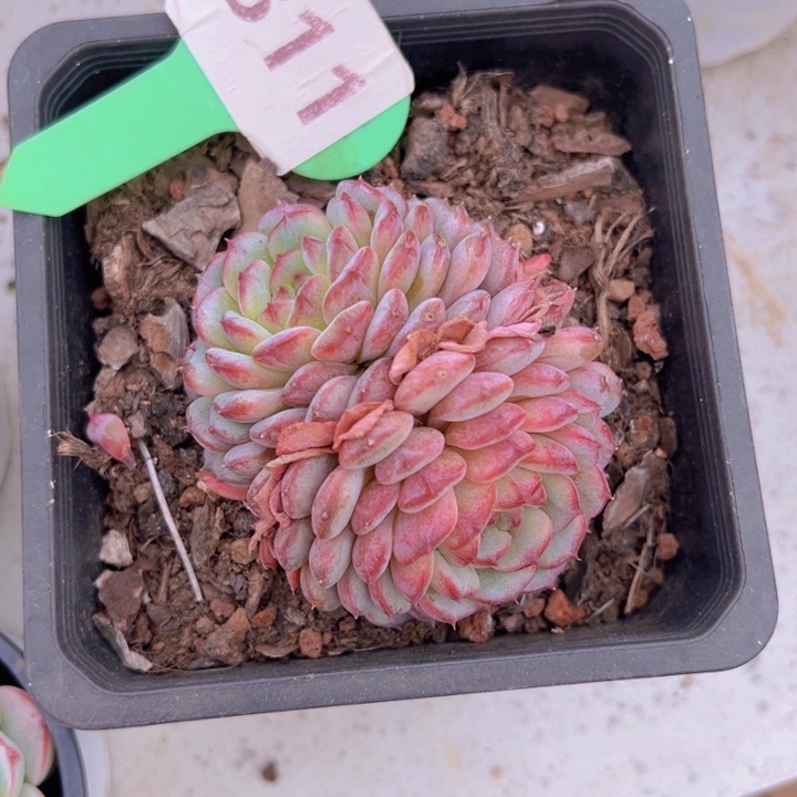 健健康康平平安安