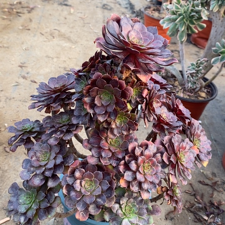 红桐中斑多肉植物4。  