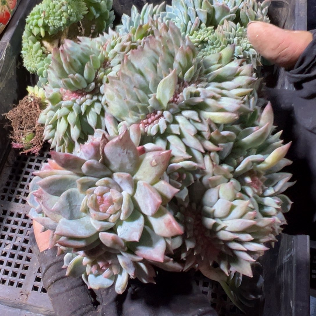 水蜜桃冰魄缀微瑕