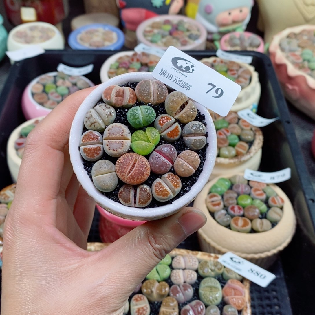 生石花花花花花花79