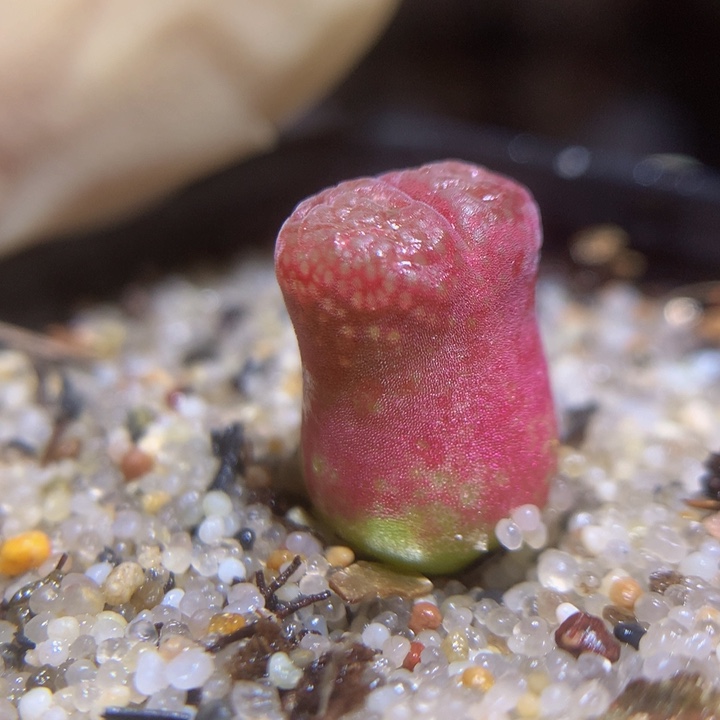 精品生石花125.104