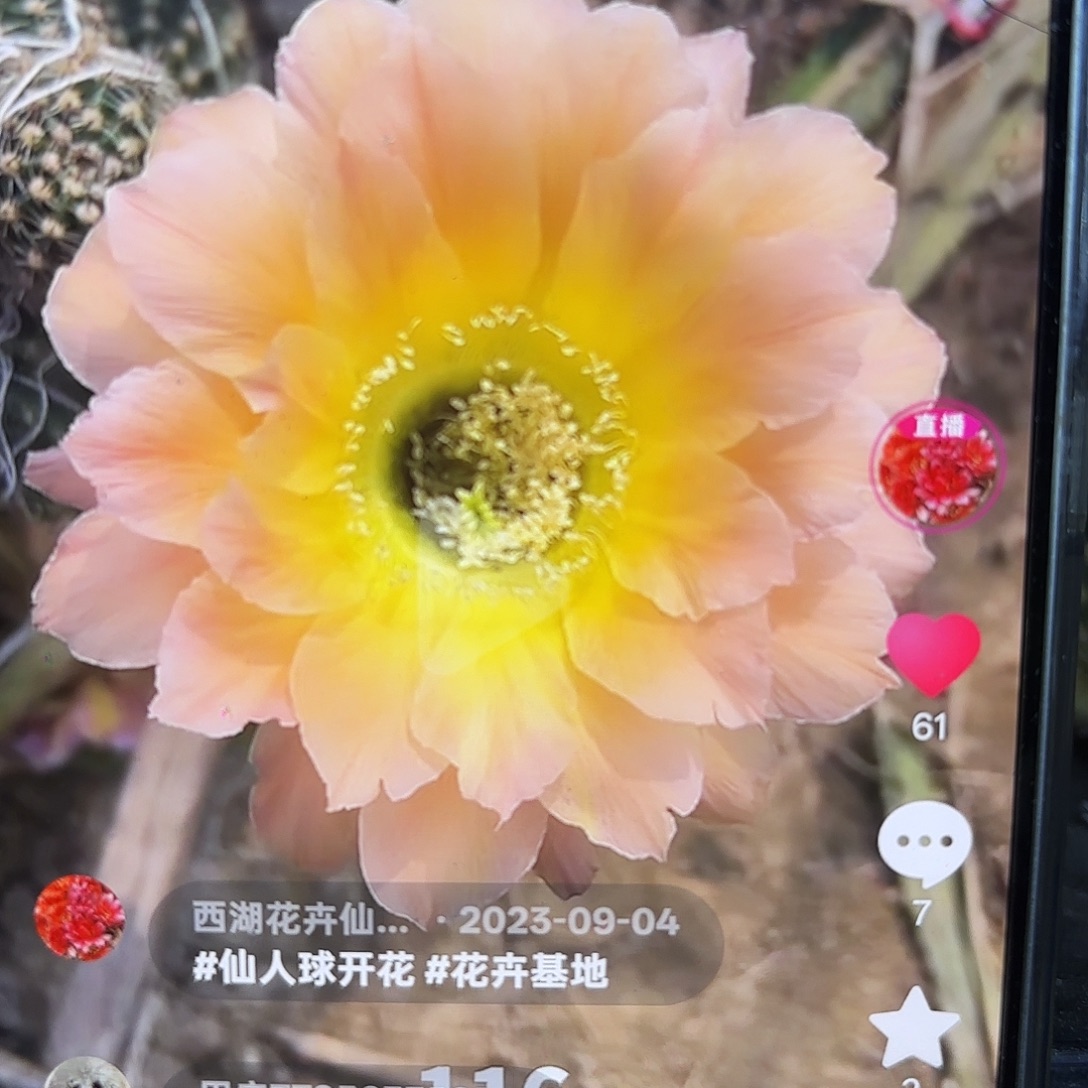 116彩5 公分侧牙20包邮12