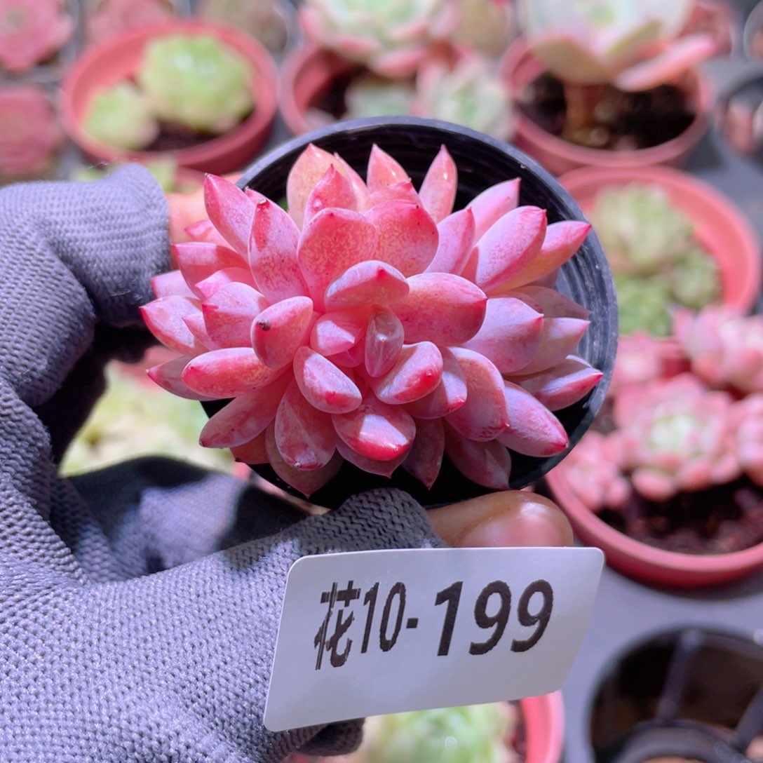 花利美 10- 199橙梦露