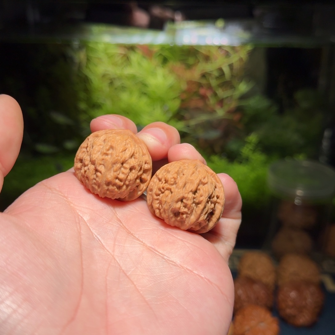 L*C1706号31密云狮子头文玩核桃