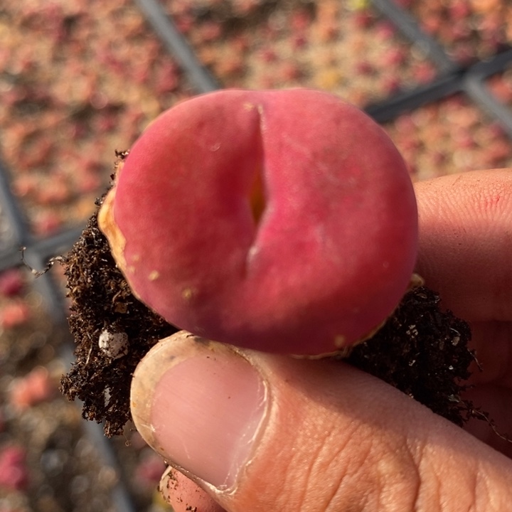 26220一颗一颗一颗