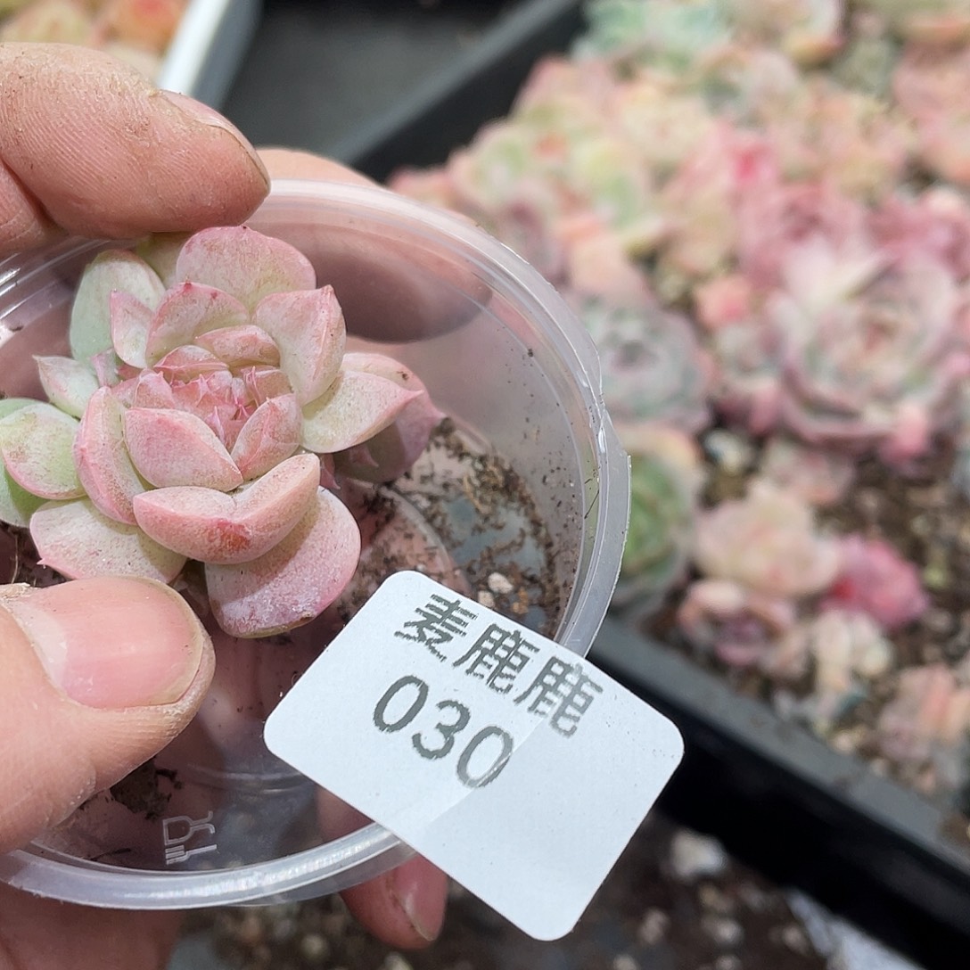 悠***悠030。定。               