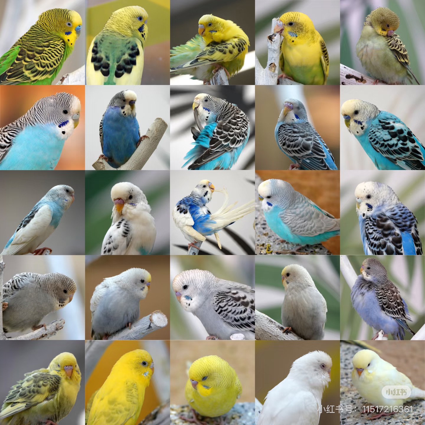 虎皮鹦鹉活体亲人粘人适合家庭宿舍饲养