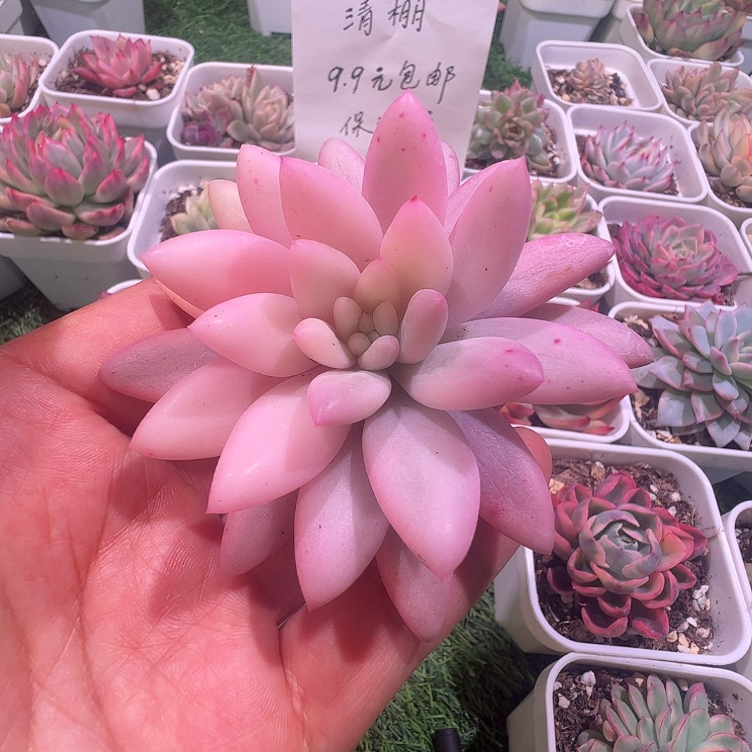 简***特多肉植物多肉植物