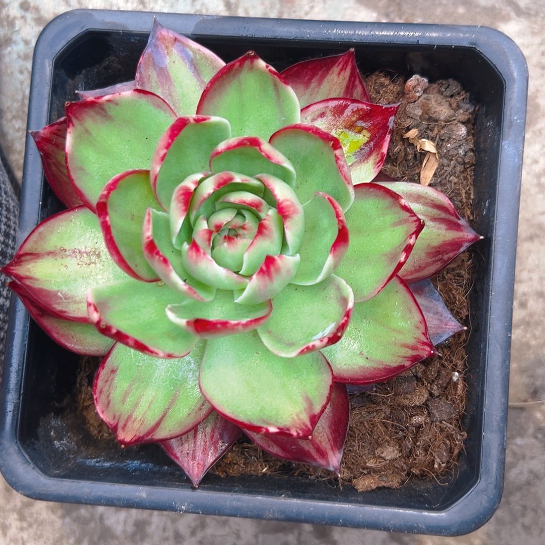 惊红多肉235689007543322