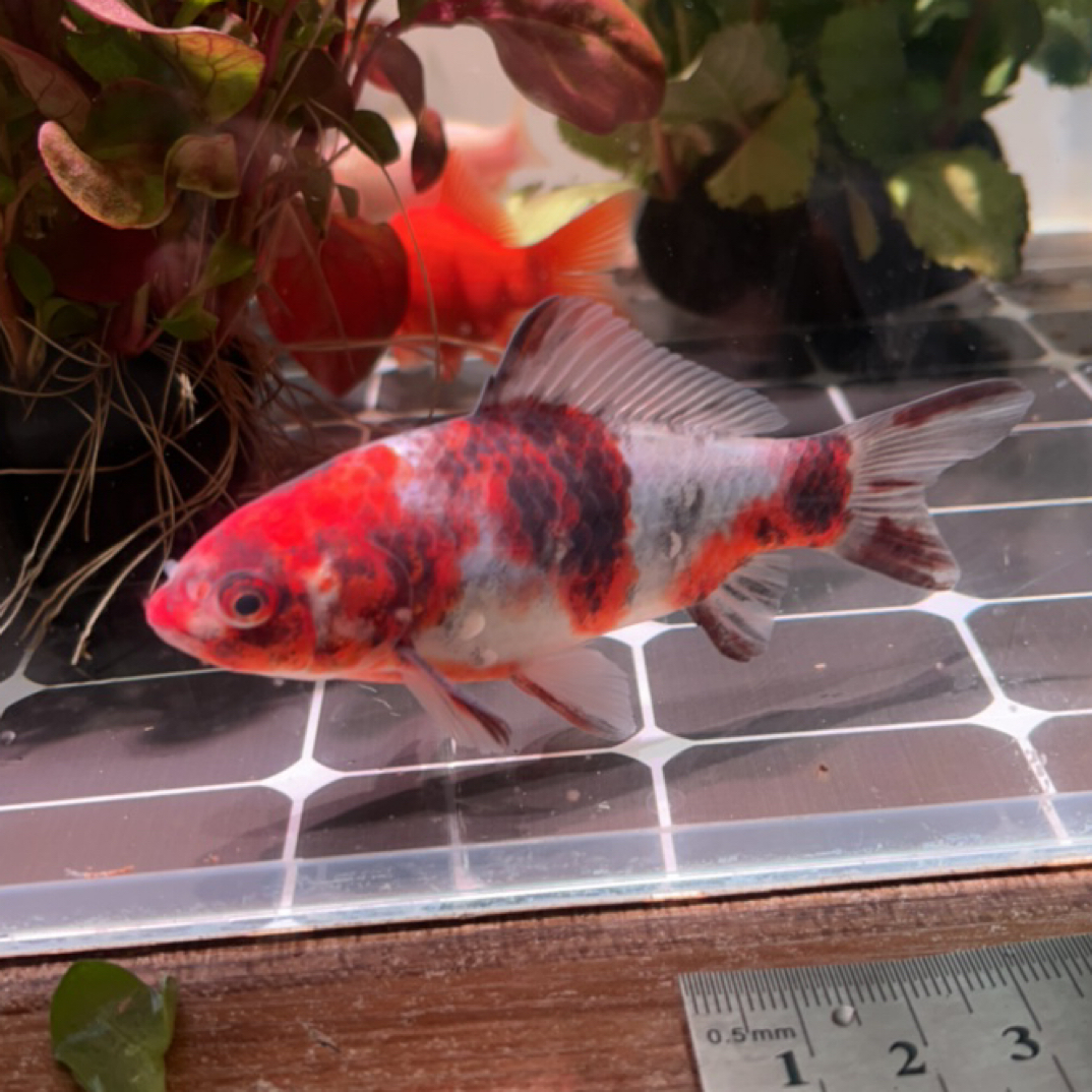 173号9-10公分红眼缎带三色蓝底七鳍拉丝短尾草金鱼（母鱼）