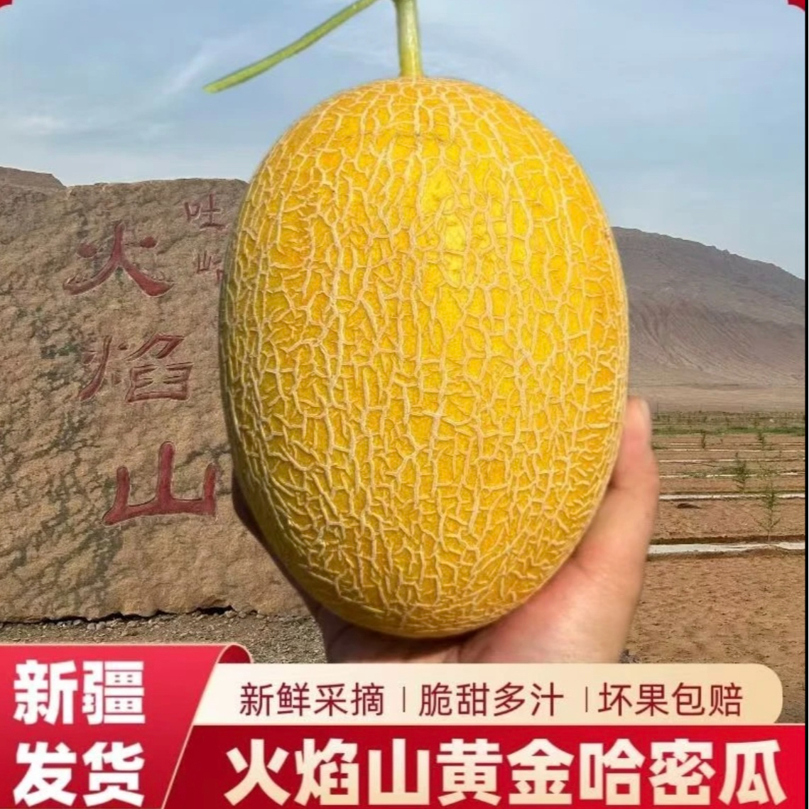 【新疆直发】新疆金色年华哈密瓜