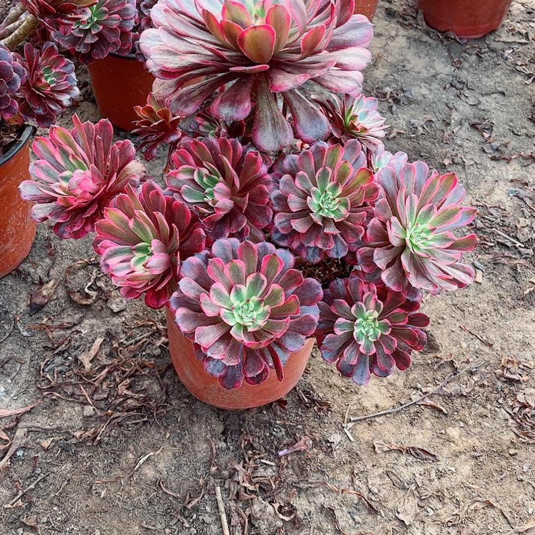 无花朵多肉植物430