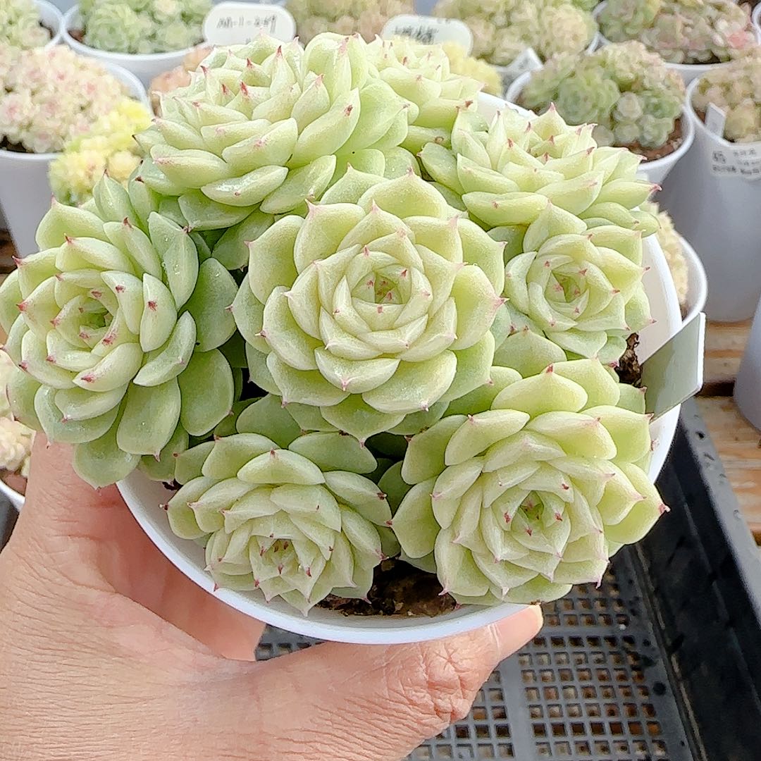 .***e1201-6（fm-2）专拍