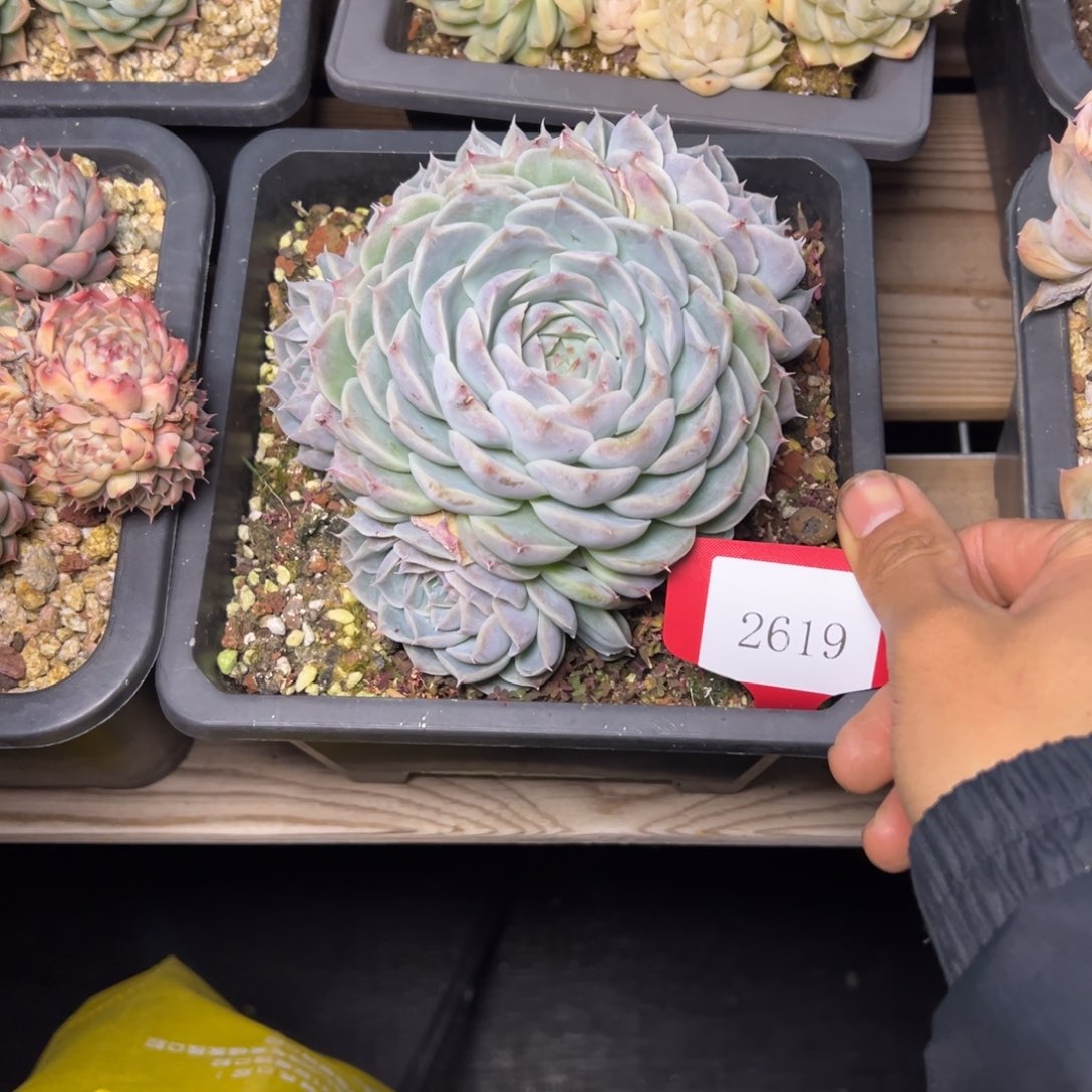 用****12619多肉多多多多多