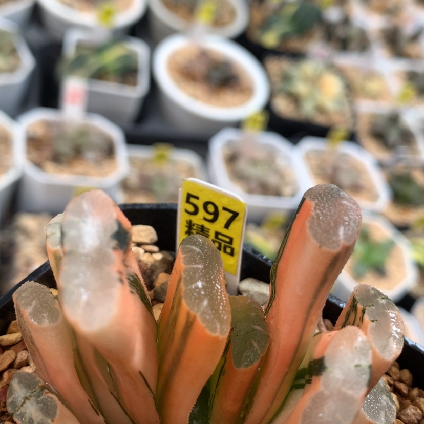 【闪购商品】597玉扇