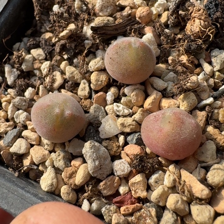 K477大眼睛空蝉一年多肉