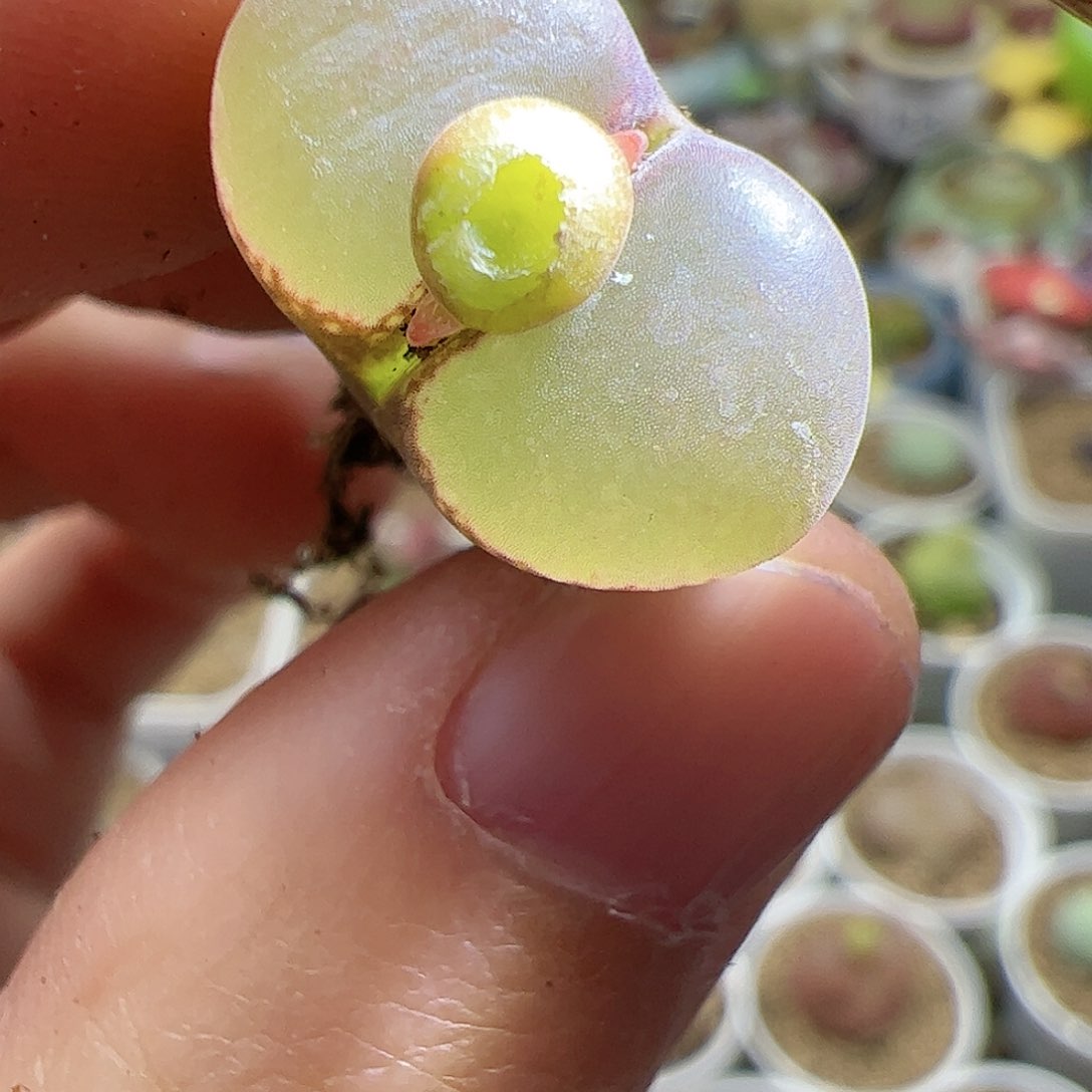 【闪购商品】280 风铃