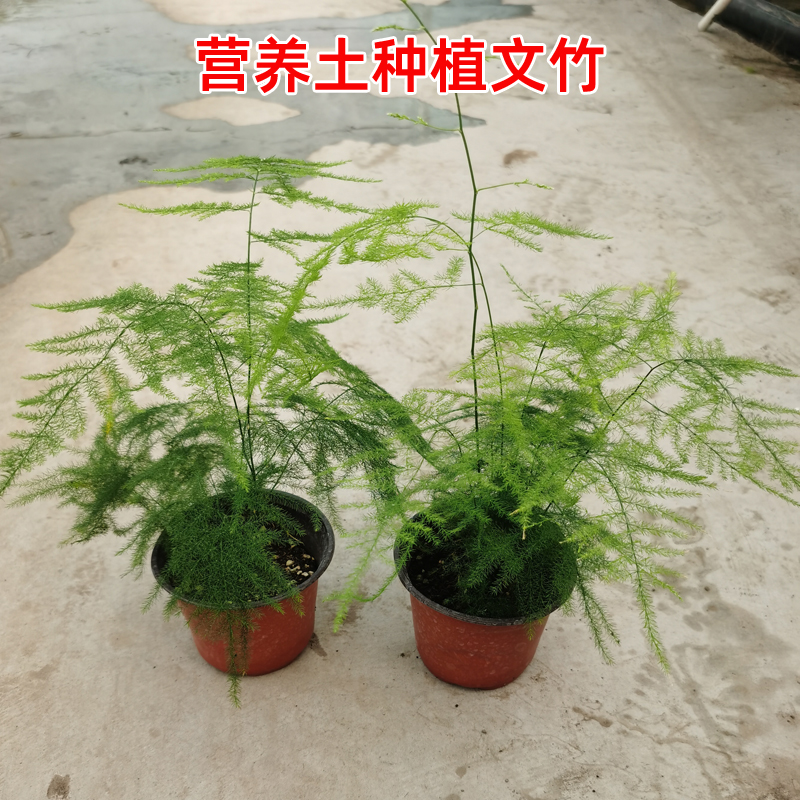 文竹盆栽绿植花卉盆景植物室内客厅水培文松云竹带盆大苗四季常青