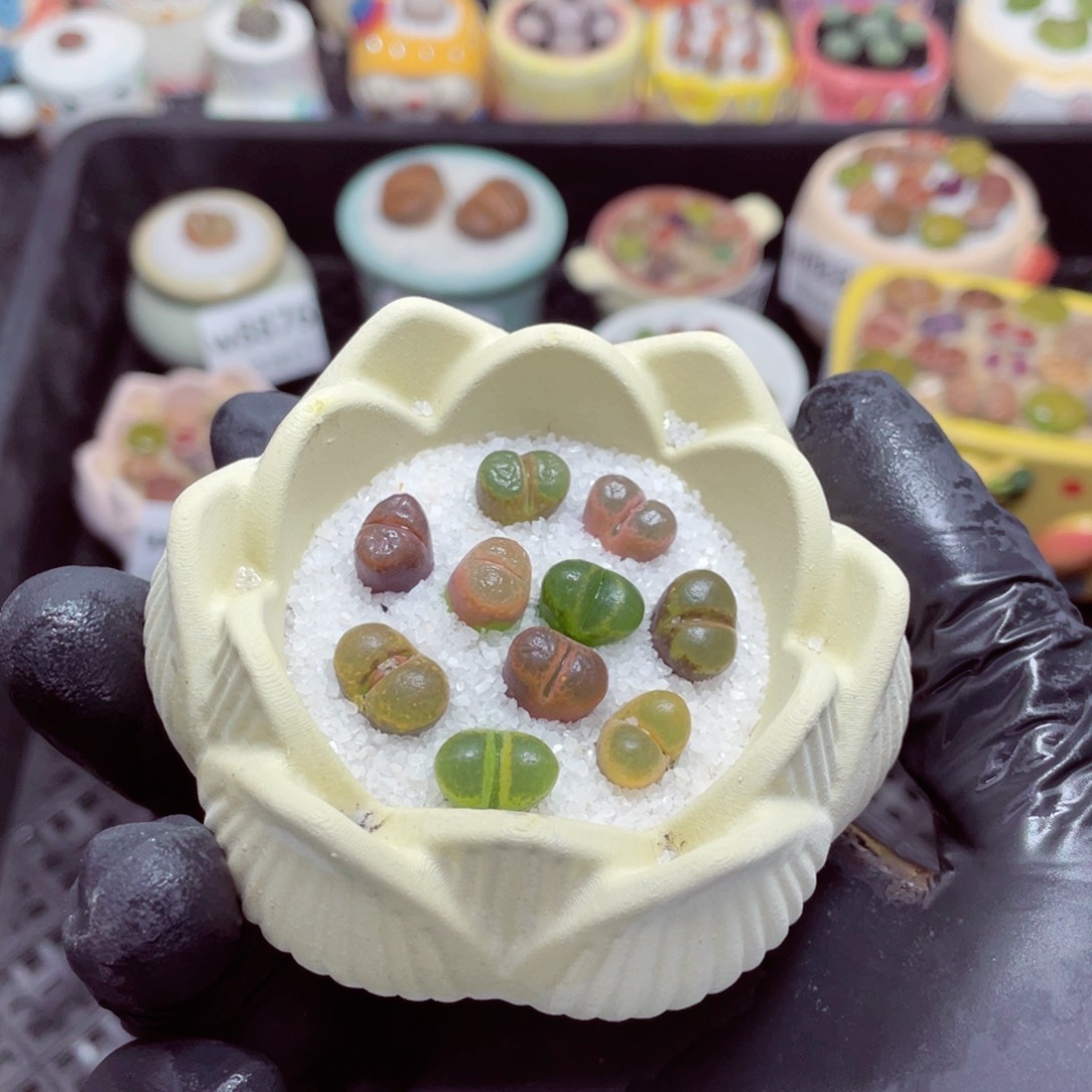 w8886--零下地区拍保温箱，-15度支持寄养