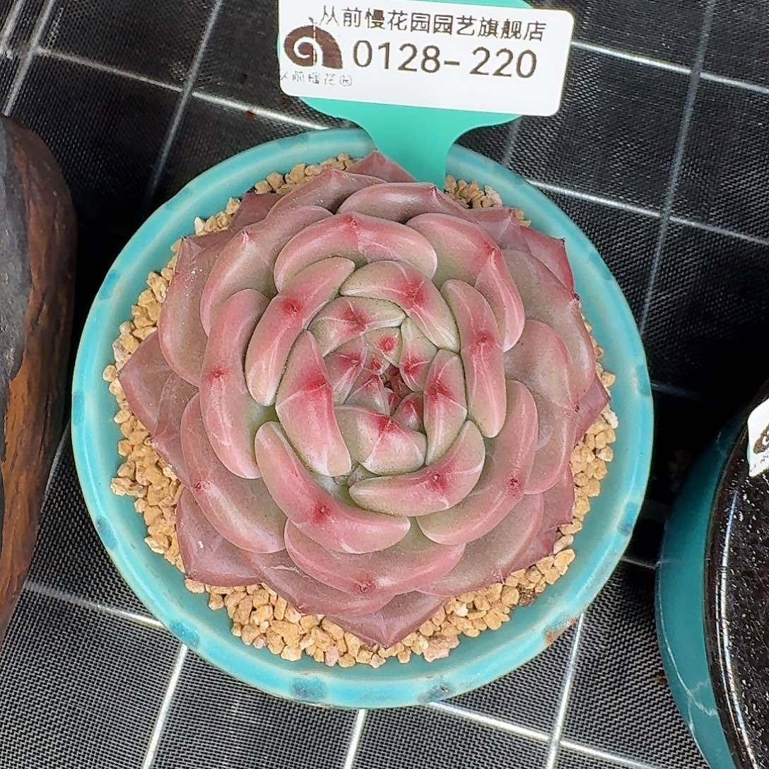 从前慢花园多肉0128-220