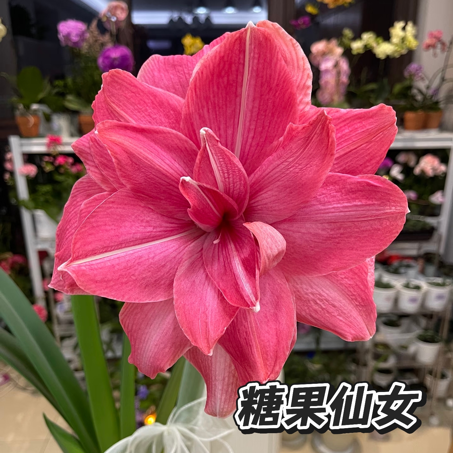 【糖果仙女】朱顶红荷兰重瓣种球大花浓香室内盆栽四季开花植物