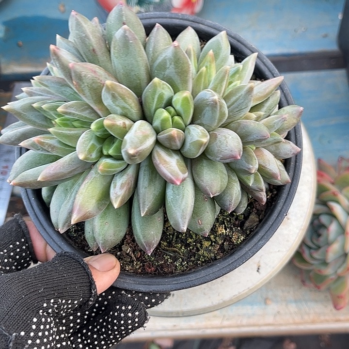 多肉植物一物一拍