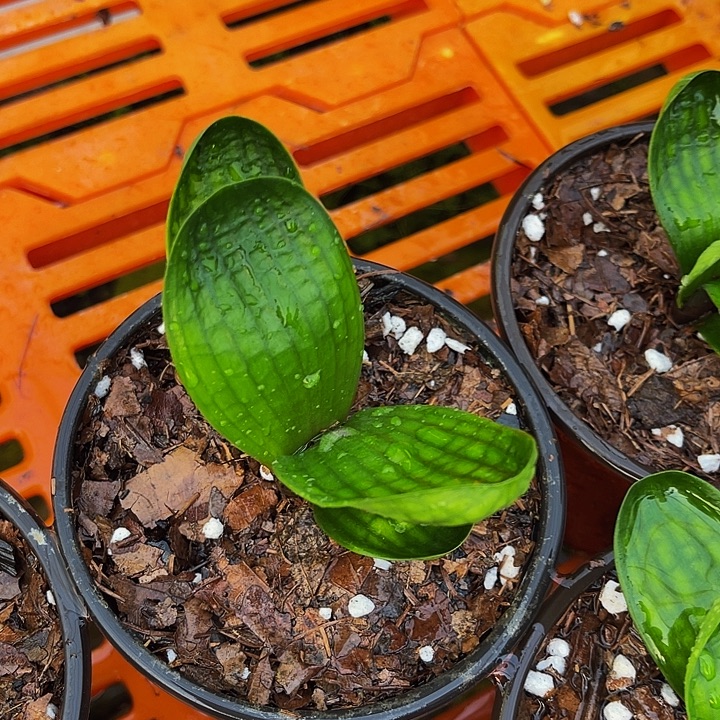 完全开放油麻十八