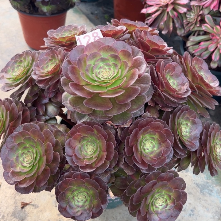 128抹茶32厘米左右多肉