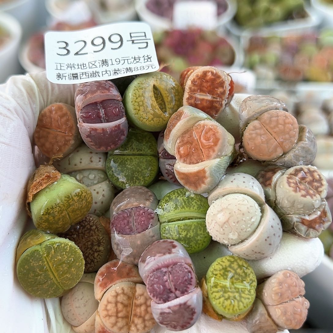 好养易活生石花大母本3299共22颗清框