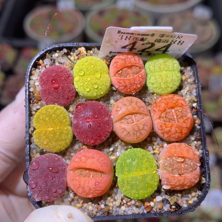 zzz精品生石花424