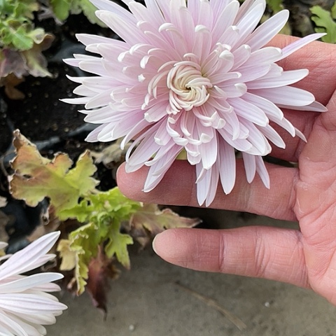 完全开放无编号2棵